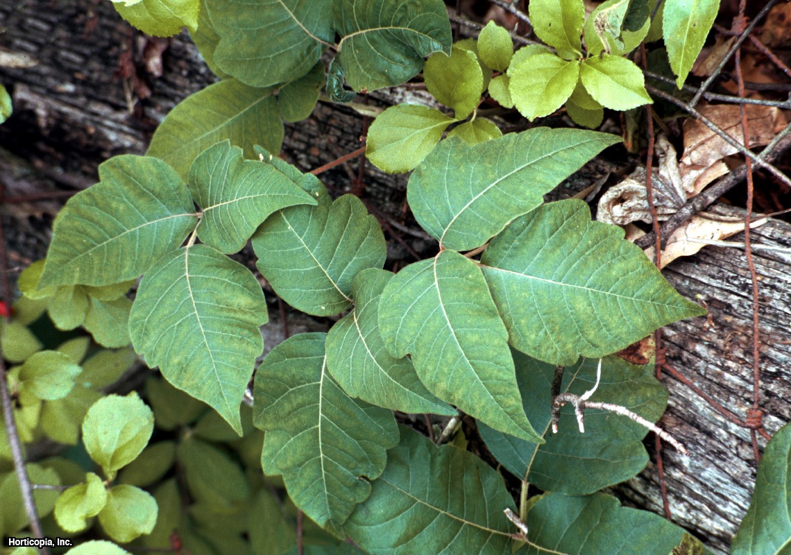 medical description of poison ivy